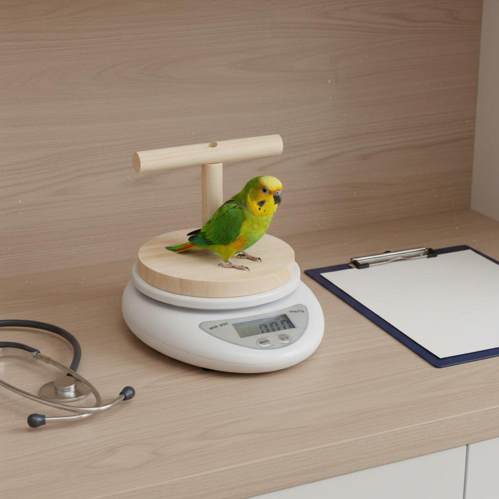 Báscula Digital Portátil de Pr - Portion Scale Digital reseña y precio